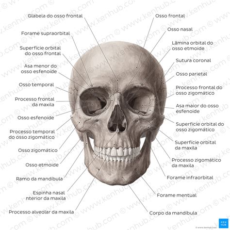 cranio humano-4